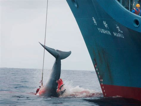 iwc whaling ban|Japan resumes commercial whaling after 30 years .